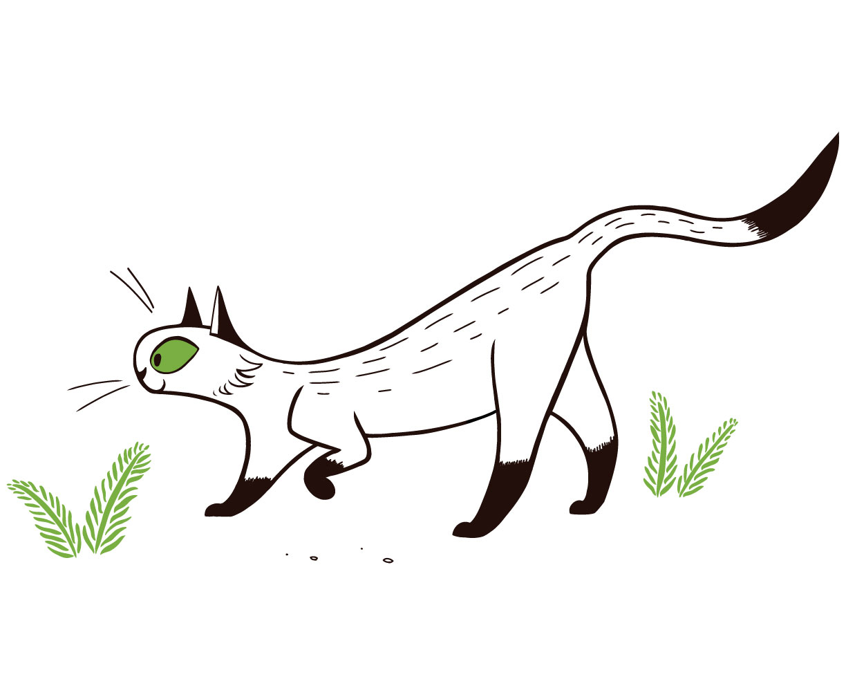 cat
